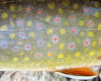 Brook Trout